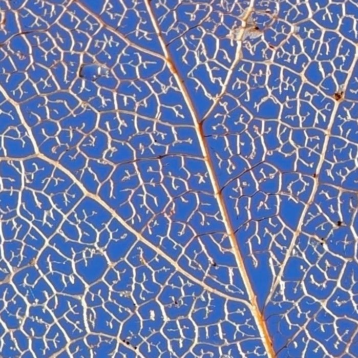 Comment image