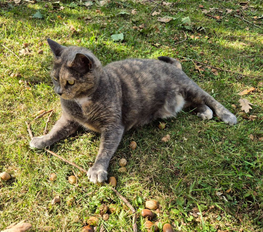 A short-haired cameo tortie cat is playing with a stick, sitting alertly and holding it with her fore-paws. She is in dappled sun and also surrounded by acorns and leaves.