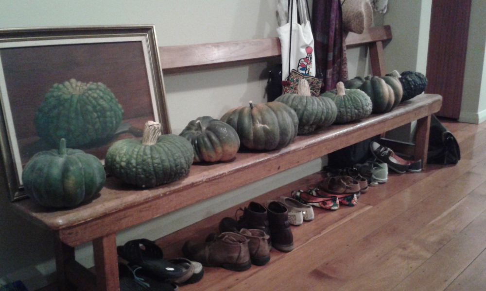 A row of heritage variety pumpkins: musquee de provence, a grey warty ironbark variety, and Galeux D'Eysines. They sit on a retired pew from the local Anglican Cathedral, with a row of shoes more or less tidily lined up under it. Behind the pumpkins is an oil painting of a warty green pumpkin, touched with yellow at the crown. It sits on a wooden table with a vegetable cleaver beside it. The pumpkin in the painting bears a stricking resemblance to the mystery ironbarks in front of it. Assorted hats, bags and scarves drape over the top of the pew.