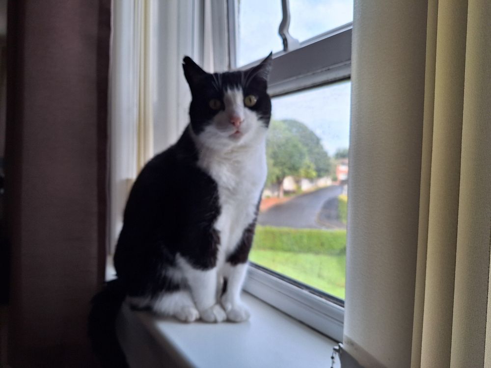 a large tuxedo cat is sitting on a white upvc windowsill. it's still light outside but late in the day. we can see green grass and wet tarmac. the cat is half illuminated and half in shadow. his expression is basically vacant