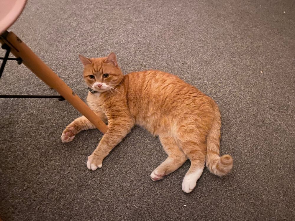 A ginger cat on a grey carpet, with a chair’s leg in between his front legs. He looks alert.