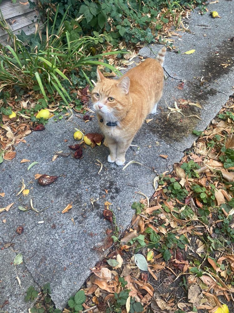 A ginger cat standing on a grey paved path with pears in different stages of decomposition around him. Either side of the path there are green planes and brown leaves. 
