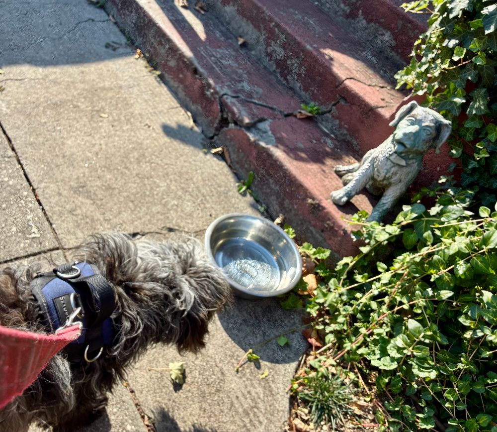 The head of a multicolored doodle dog in front of a water bowl on a sidewalk. To the right is some greenery. Behind the water bowl is small sitting dog made of stone, on some red steps.