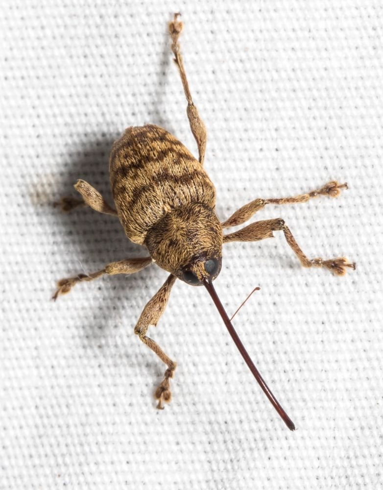 A brown insect on a white sheet a long needle like poker sticks out of the face, which has two black eyes. The body, past the head, looks a bit like an acorn.