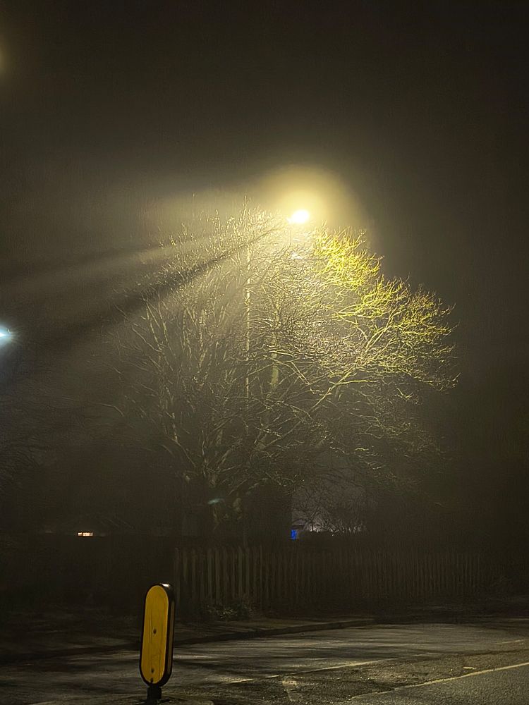 Foggy night scene of street light shining through tree branches 