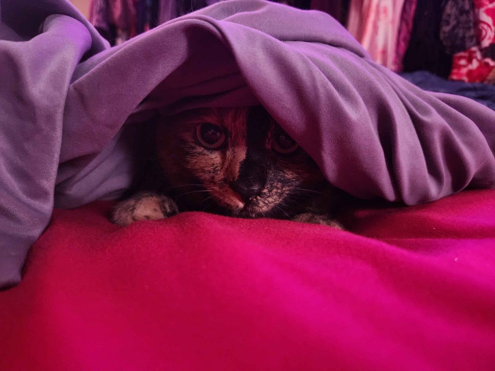 Tortoiseshell kitty on red sheet and under purple sheet peeking out
