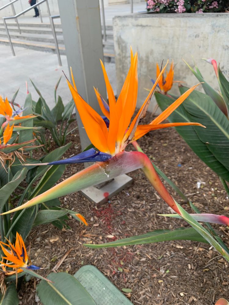 Bird of Paradise flower with spiky orange pelts above a sole blue spike. The flower is hovering at a slant over a bed of mulch. other less prominent blossoms are in the background.