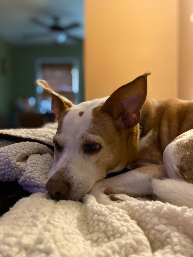 A warmly lit portrait of a brown and white pit bull mix. The dog is curled up on a white fuzzy blanket with a content look on their face 