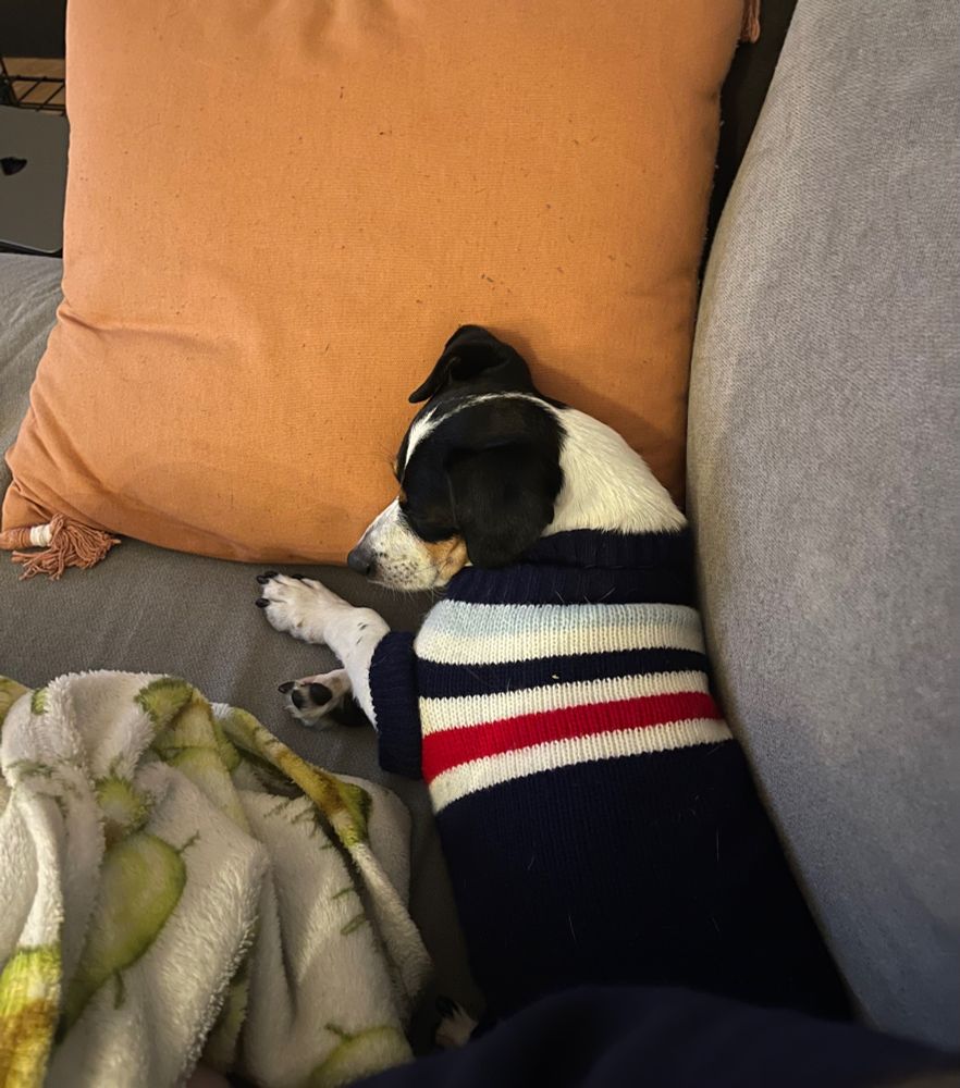 Sully in his striped sweater sleeping on a gray couch on an orange pillow 