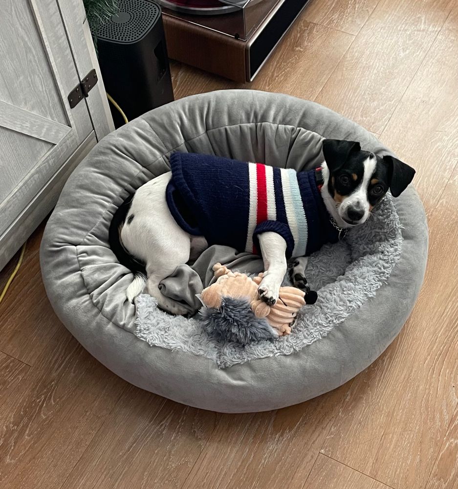 Sully in his gray bed with his gray porcupine toy wearing his striped sweater 