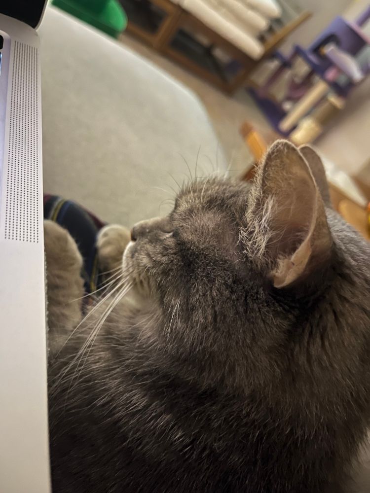 a small cat 