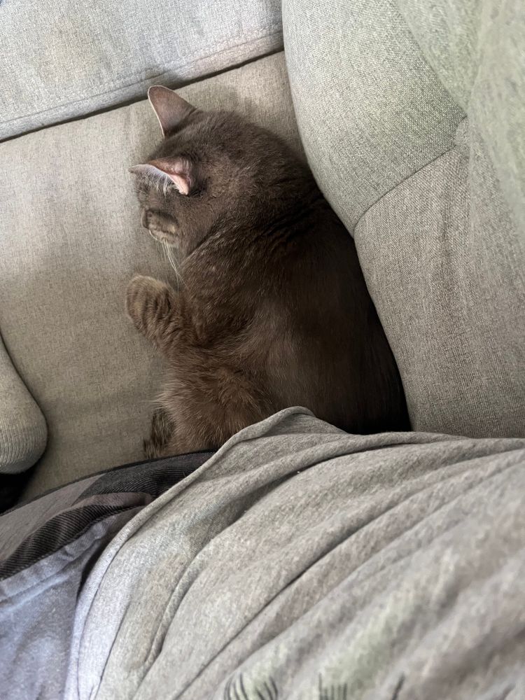 a cat beneath my butt