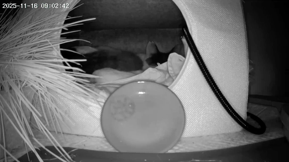 A black and white photo taken through a web cam showing the inside of an enclosed cat bed.  A cat is curled up in there. A plate is propped vertically against the circular entrance, having been emptied and pushed out of the bed so that it sits directly in front of the camera. 
