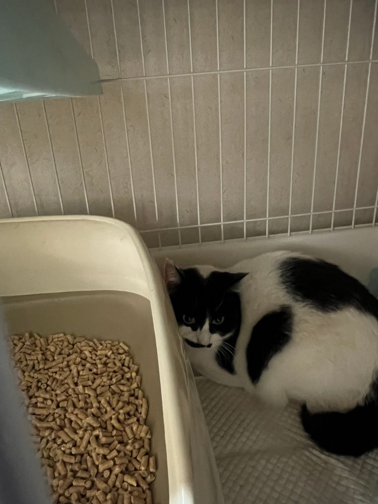 A black and white cat sits pressed up against a litter box on the bottom level of a cat cage. 