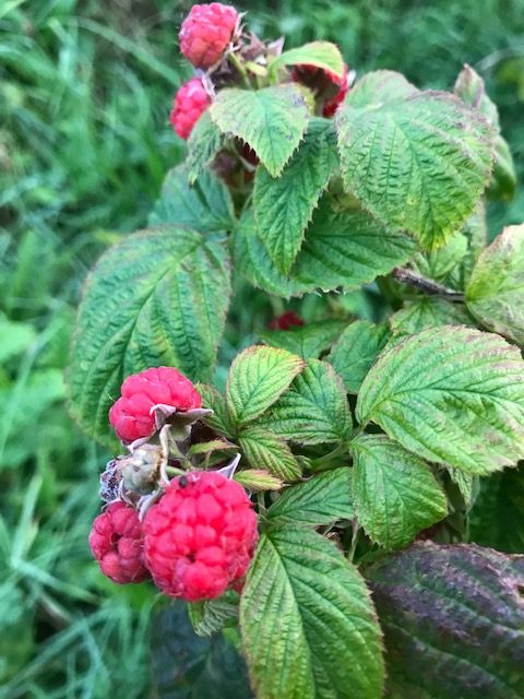Raspberry bushes