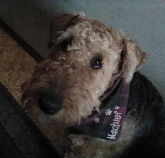 An Airedale Terrier, wearing a scarf with her name 'Mischief' on it, stares forlornly at one of her humans, who was probably eating at the time.