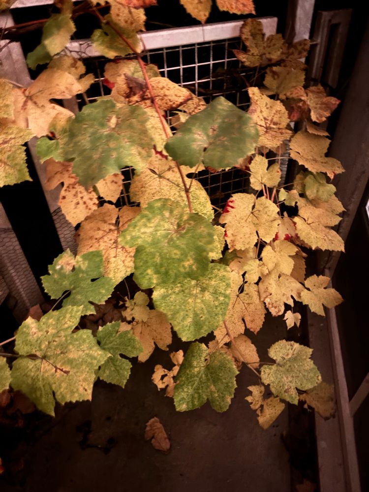 Leaves on my vine changing 