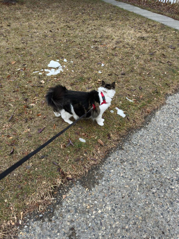 Fluffy white and tabby cat in a red harness, black leash just off the path on a lawn.
The lawn is mostly brown with some patches of snow. 
Taffy is looking away from the camera. 