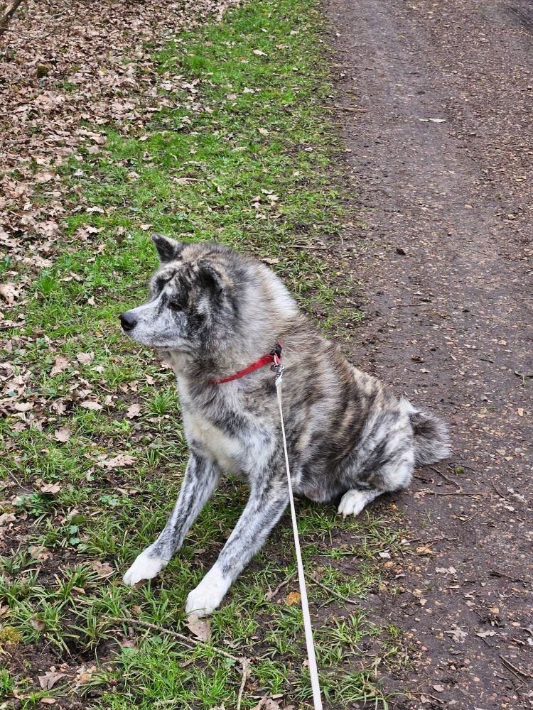 Akita inu, à moitié assis près à bondir 
