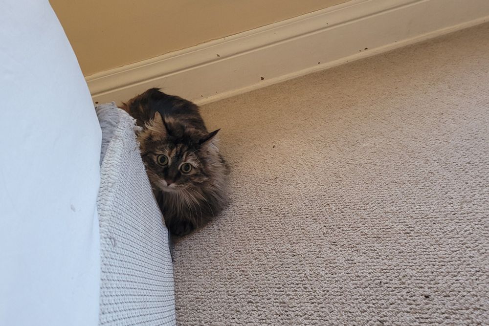 Mane coon cat giving eyes