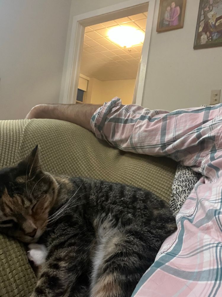 Tabico snuggled on couch.