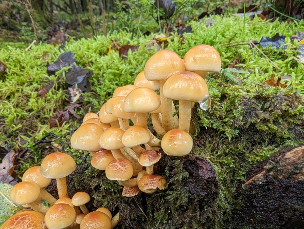 A cluster of mushrooms on a rotting tree