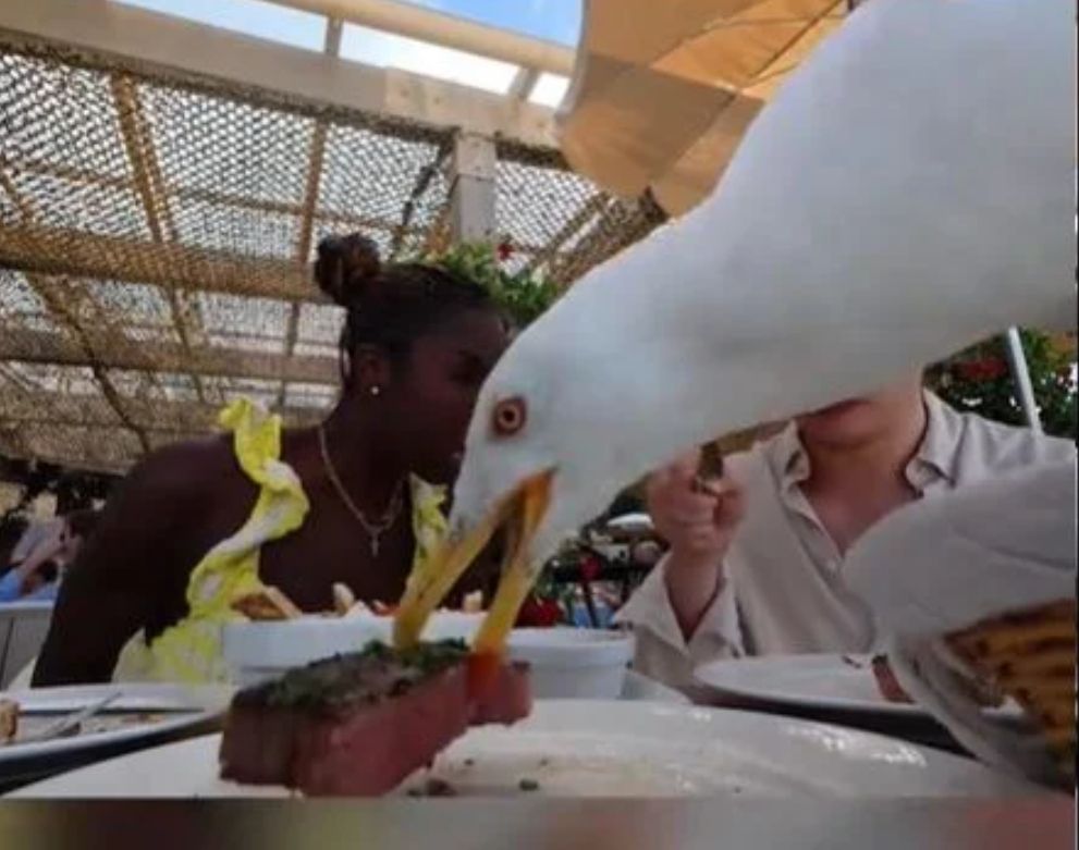 Un Goeland, pique le steack d'un couple dans un restaurant.