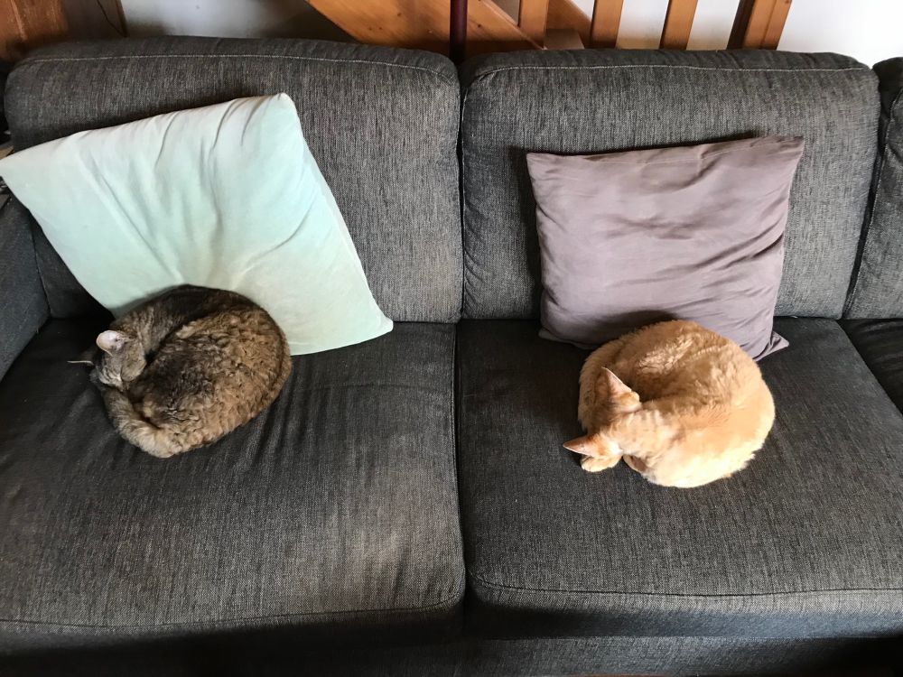 Two sleepy Devon Rex kitties