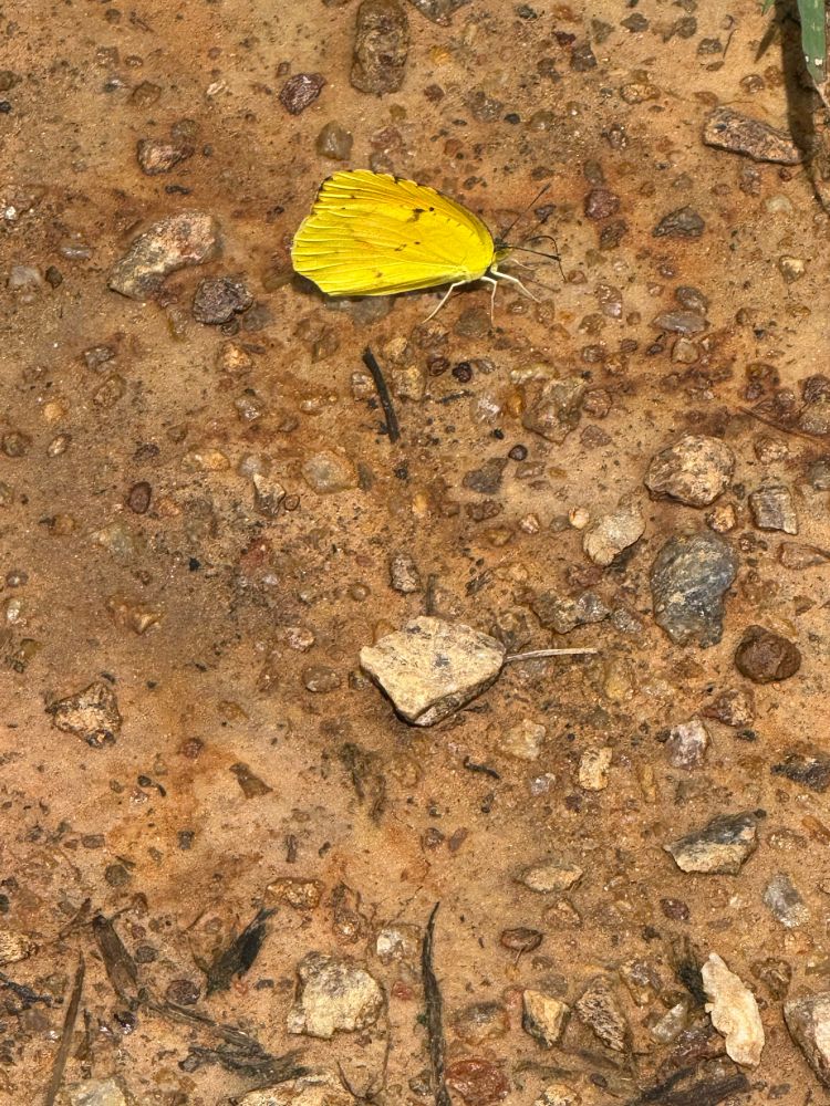 The underside of a sleepy orange butterfly on wet clay soil. Franklin County, NC.