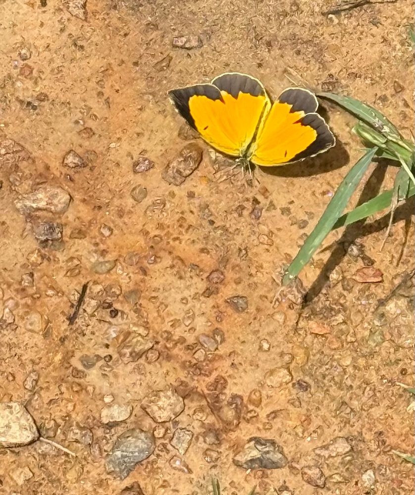 A sleepy orange butterfly with wings fully extended. It is fluttering over rocky, wet clay soil. Franklin County, NC.