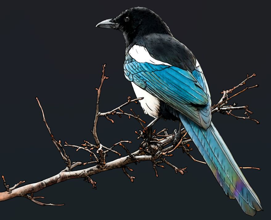 A simple illustration of a magpie sitting on a naked branch. The bird it sitting with its back and tail to you, displaying the beautiful array of iridescent colors on its feathers.
