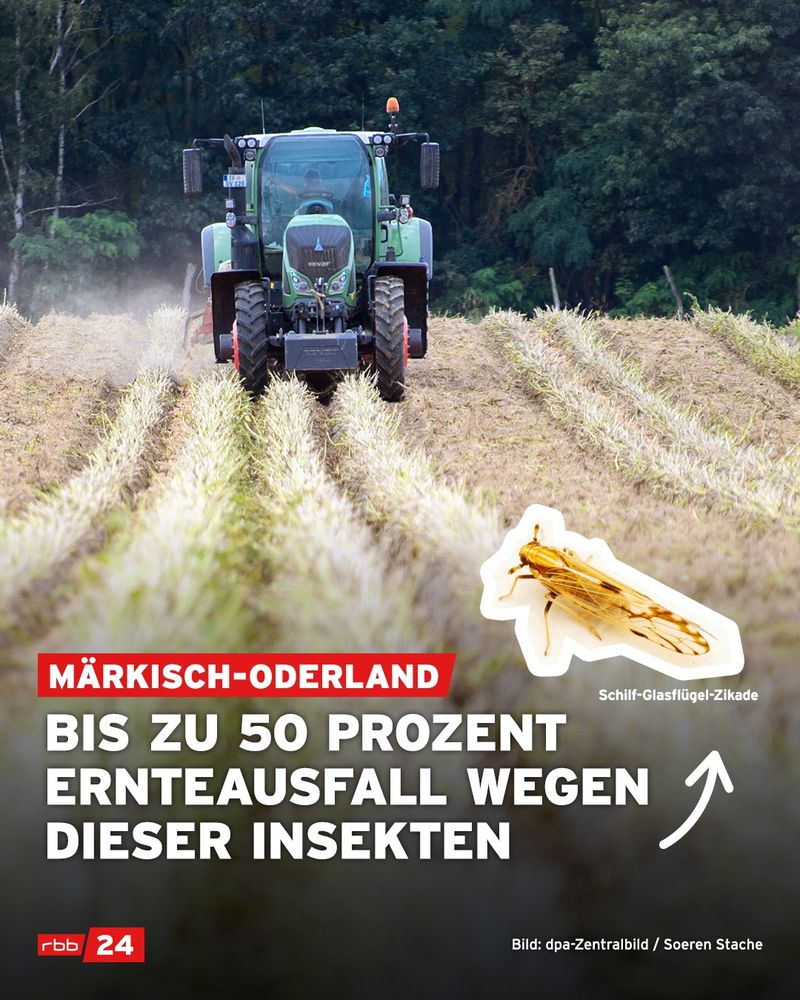 Ein grüner Traktor fährt über ein abgeerntetes Feld, im Hintergrund sind Bäume zu sehen. Auf dem Bild ist außerdem eine Grafik einer „Schilf-Glasflügel-Zikade“ eingefügt. Text auf dem Bild: „Märkisch-Oderland – Bis zu 50 Prozent Ernteausfall wegen dieser Insekten