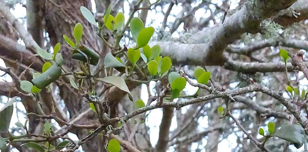 NZ mistletoes are parasites but not villains – they’re vital for birds and insects during winter