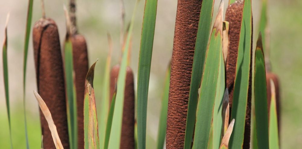 The common raupō once kept NZ’s wetlands and lakes thriving – now it could help restore them