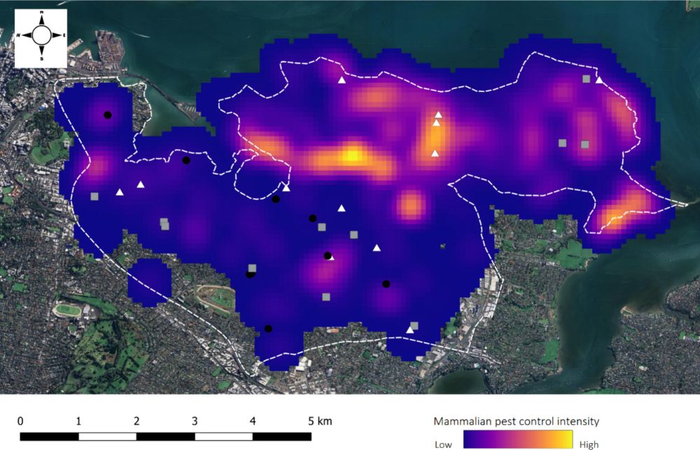 Outcomes of community-led urban rat control on avifauna - Biological Invasions