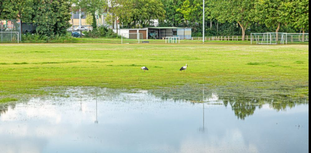 Kids’ sport always cancelled due to rain-soaked grounds? Green infrastructure can help