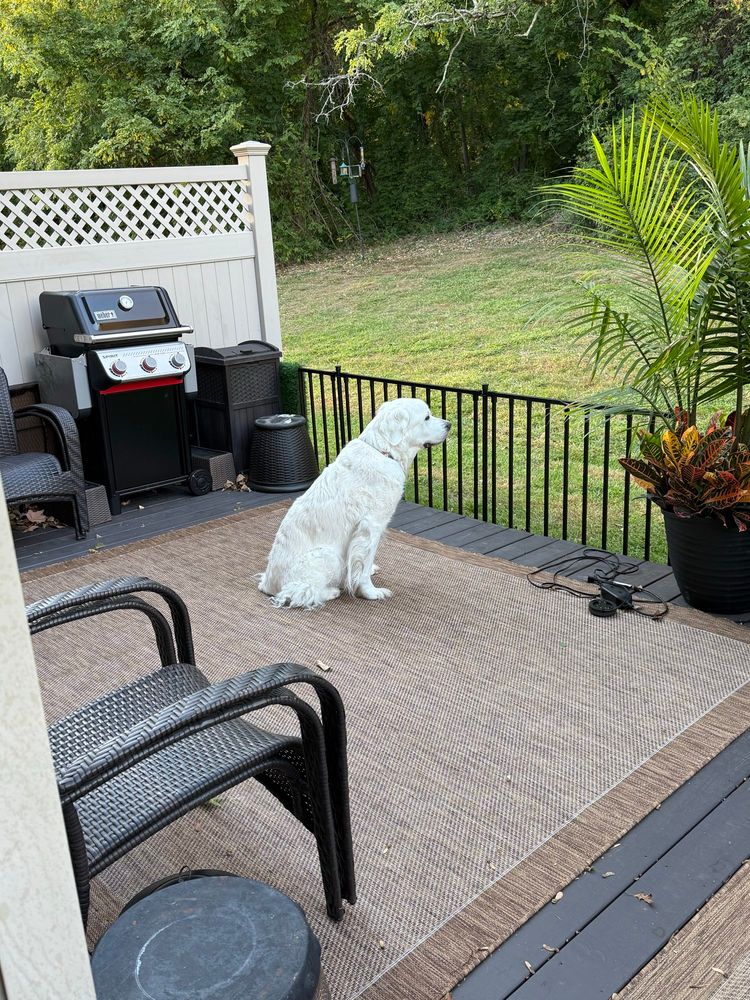 White golden retriever sitting on a deck looking off into the woods. 