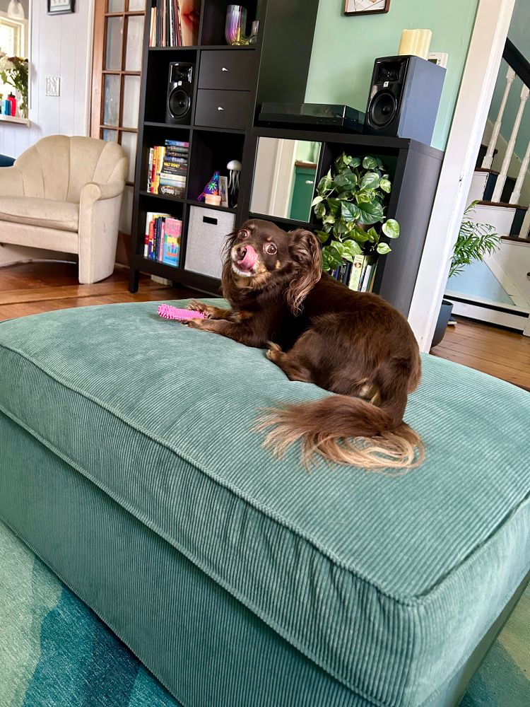 Dolly, a small brown chihuahua/dachshund, sitting on a green ottoman, licking her nose, holding a pink plastic bone between her front paws.