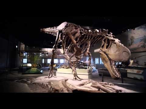 Breath of Life trailer 4k Breathoflifefilm.com