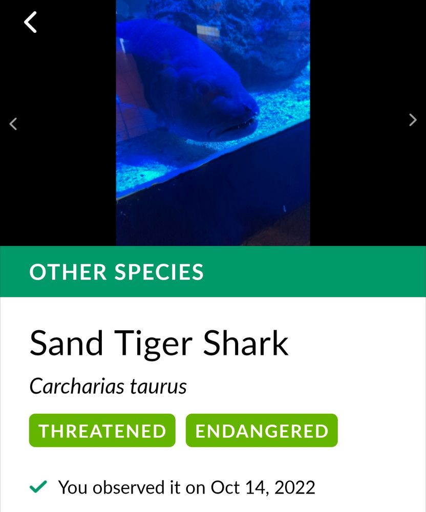 A picture of a wolf eel(I think?) which seek labeled as a sand tiger shark