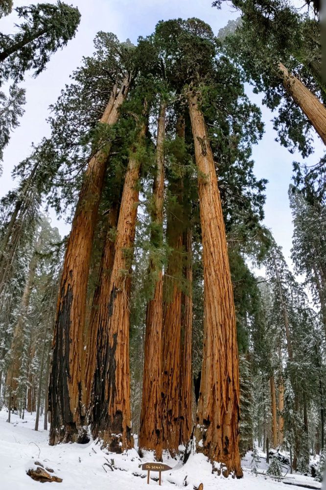 A group of Sequoia trees called The Senate, surrounded by snow.