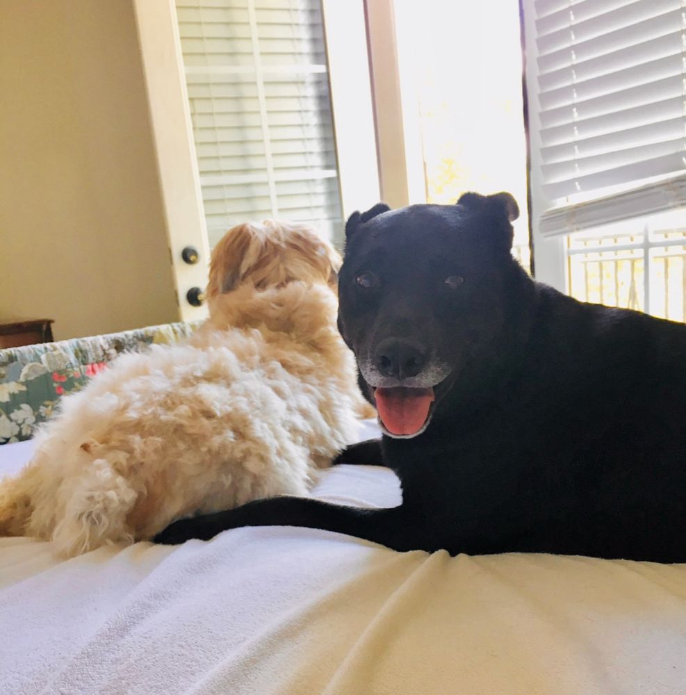 A Wheaten terrier and a black lab mix laying on a bed the wheaten is facing away from camera and the lab is looking into it 
