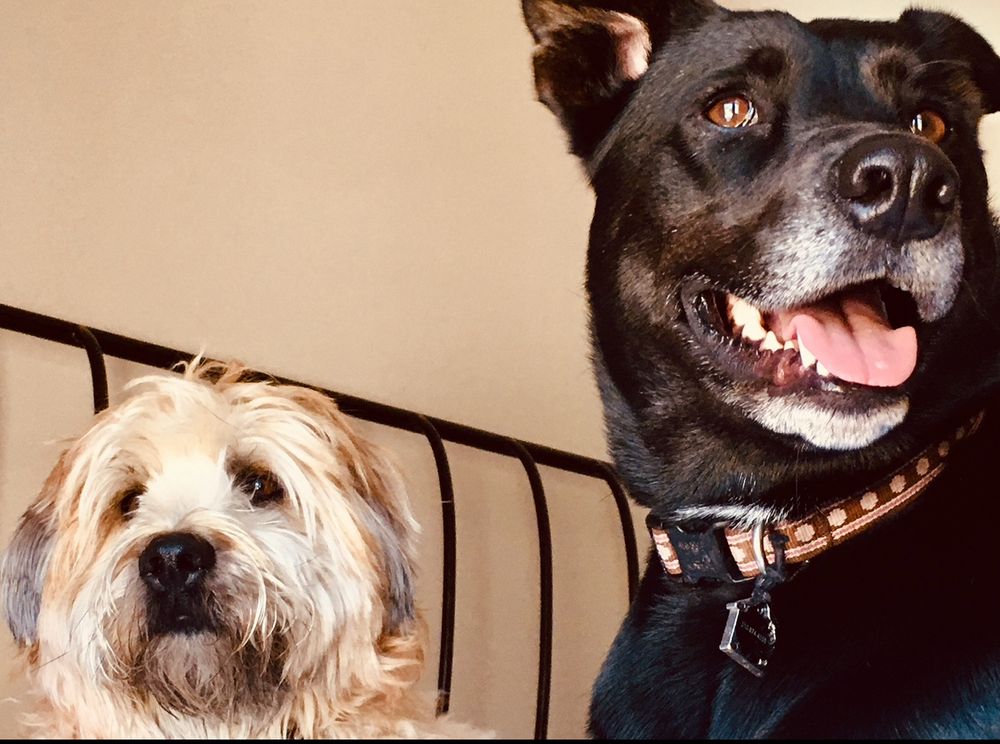 The faces of a wheaten terrier next to a black lab mix