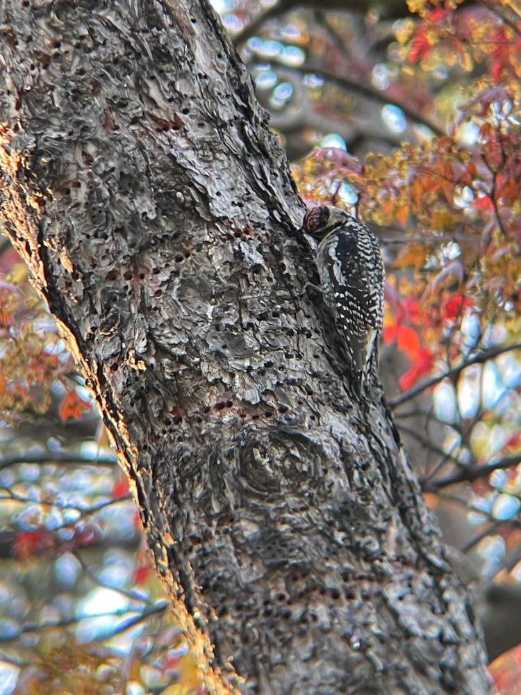 A yellow-bellied sapsucker clinging on to the side of a tree trunk, drilling a line of holes into the bark. Smallish sized woodpecker with black and white head and body. 