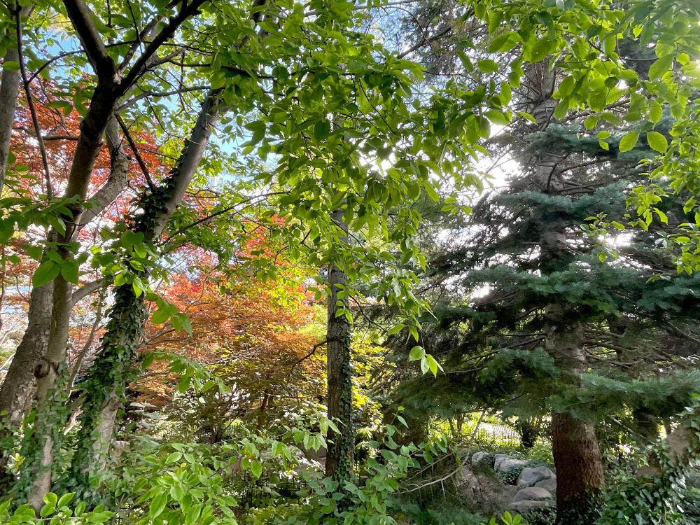 A cluster of evergreen and deciduous trees in a public park on Toronto’s waterfront. Sunlight is shining through the branches. 