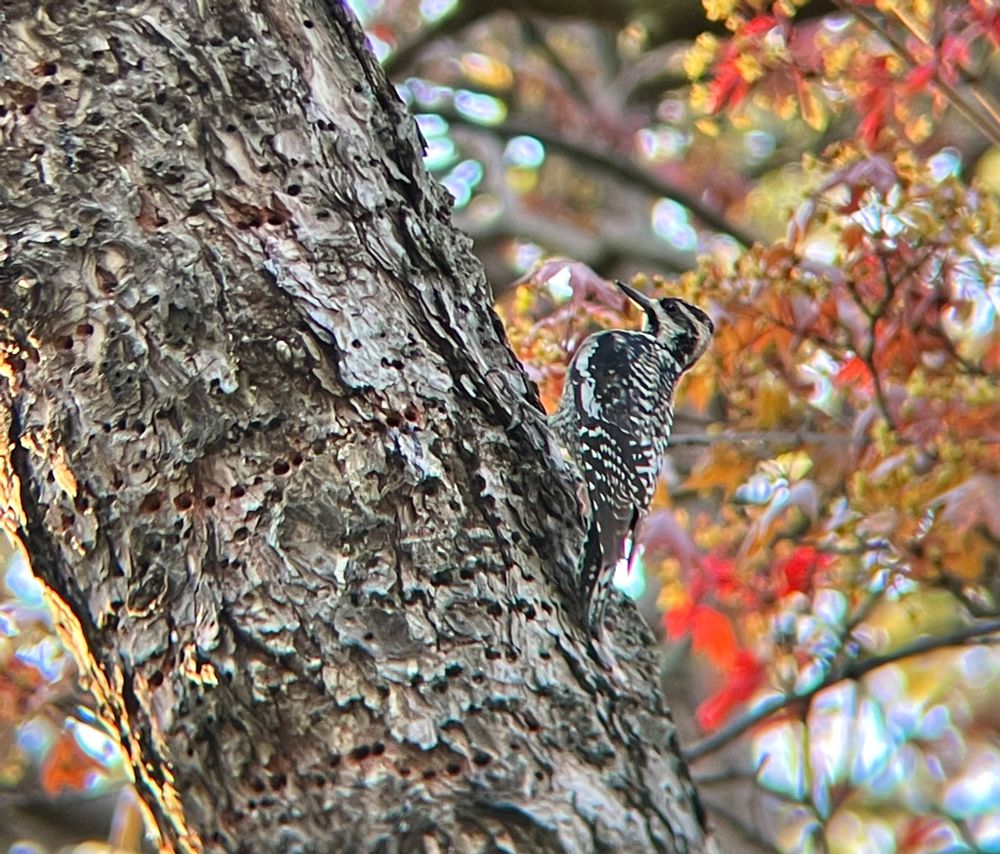 A yellow-bellied sapsucker clinging on to the side of a tree trunk, drilling a line of holes into the bark. Smallish sized woodpecker with black and white head and body.  