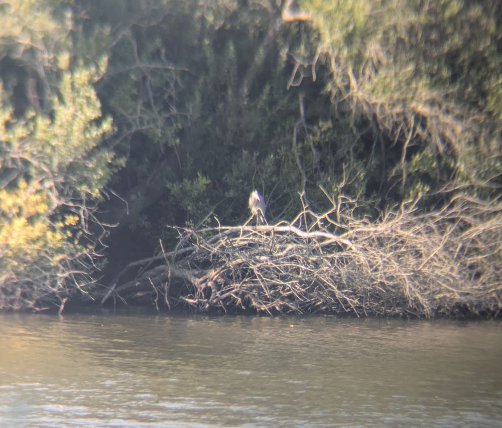 An almost-in-focus heron perching on a pile of logs/sticks. Flat, rather muddy-looking water in the foreground. Trees/bushes in the background.