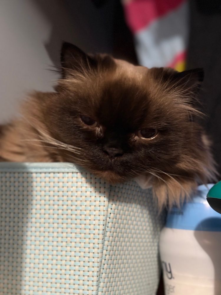 my cute Himalayan Persian ragdoll boi chilling in the same lost socks bin… just a close up of him 