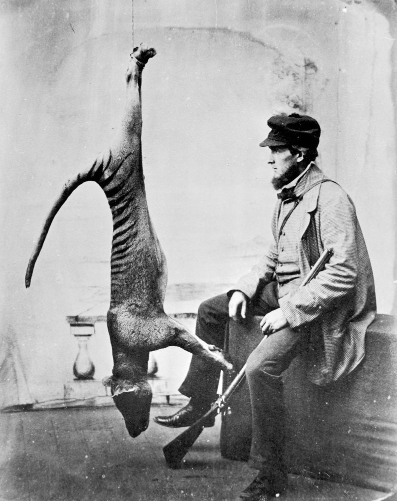 A black and white studio photograph of a hunter seated on the right with his gun in his lap, looking at a dead thylacine hung from above by its ankles on the left. Its tail hangs down in an angle from its body.