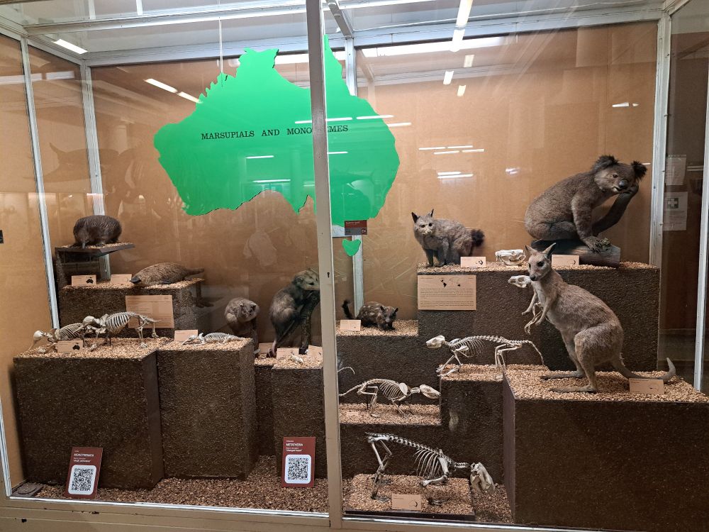A display of taxidermy of several species of Australian mammal, with a big green map of Australia. 
